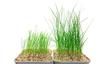 ProNitro® seed coating saves time and money and is better for the environment